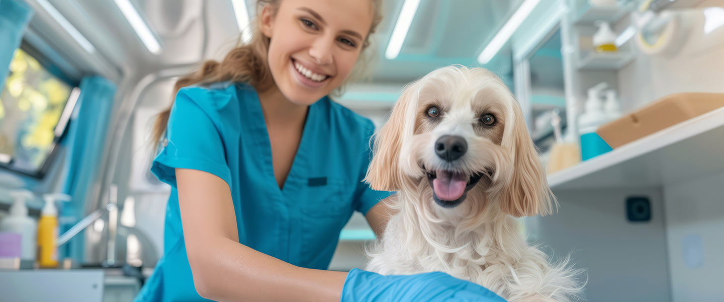 Starting A Mobile Pet Grooming Business photo